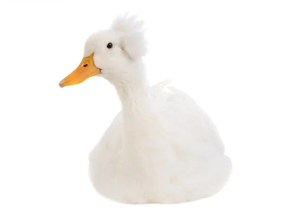 Hermoso y limpio pato blanco aislado — Foto de Stock