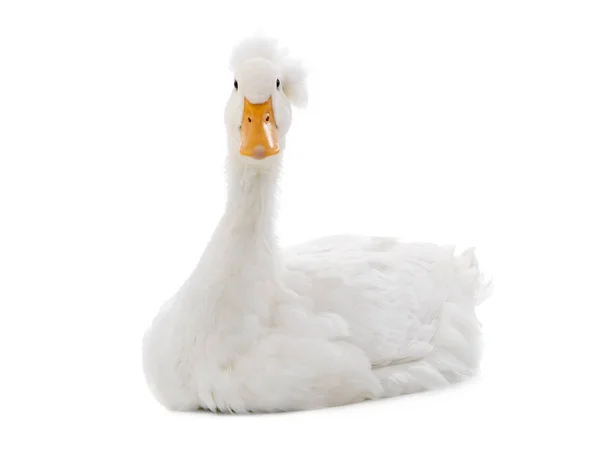 Bonito e limpo pato branco isolado — Fotografia de Stock