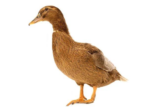 Brun duck isolerad på vit bakgrund — Stockfoto