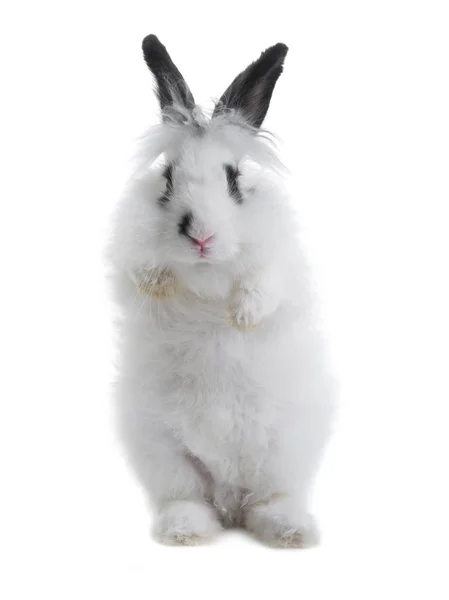 Weißes Kaninchen mit schwarzen Ohren auf den Hinterbeinen — Stockfoto