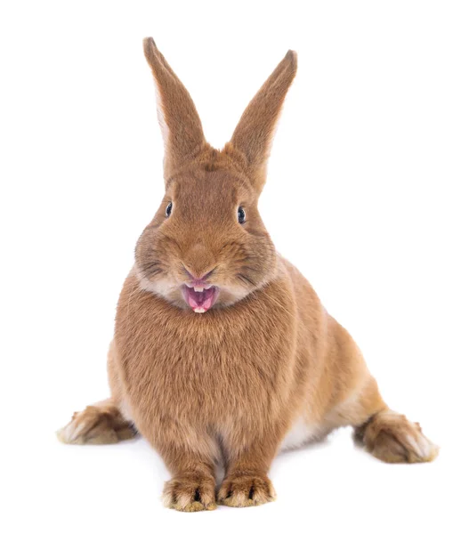 Zły brązowy królik na białym tle — Zdjęcie stockowe