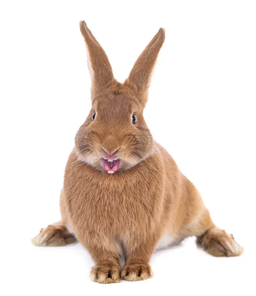 Lapin brun en colère isolé sur fond blanc — Photo