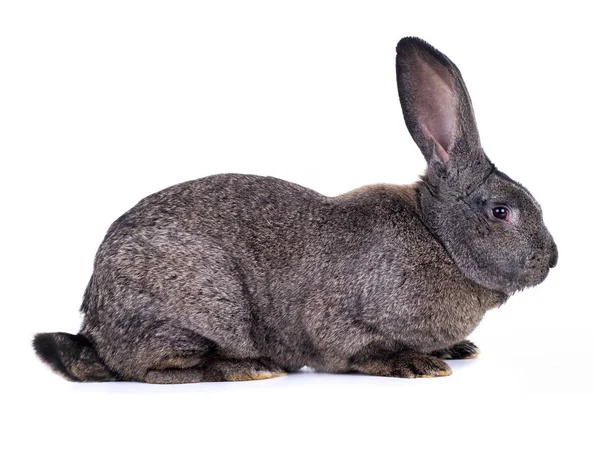 Graue Kaninchen — Stockfoto