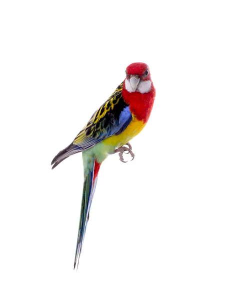 Papukaija Rosella papukaija eristetty — kuvapankkivalokuva