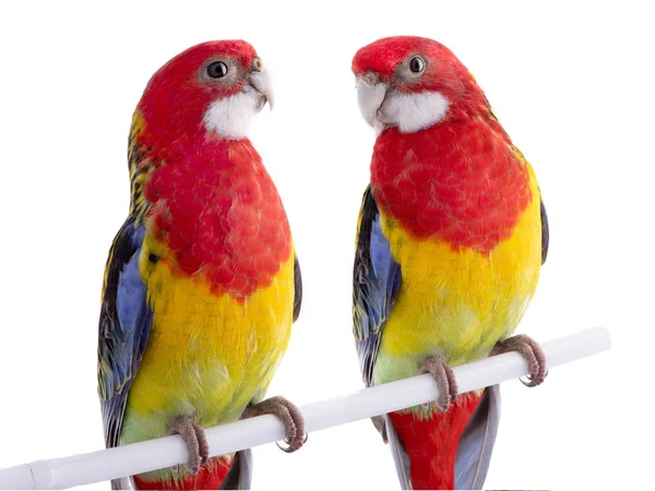 Zwei Papageien rosella Papagei isoliert — Stockfoto