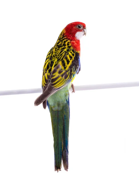 Papagei rosella Papagei isoliert — Stockfoto