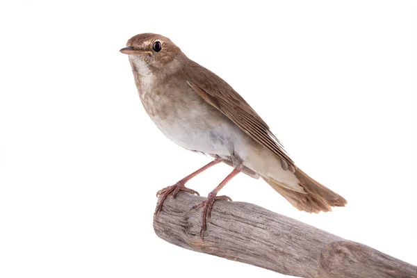 Nightingale isolated on white — Stock Photo, Image