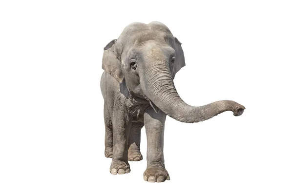 Elefante isolado em branco — Fotografia de Stock