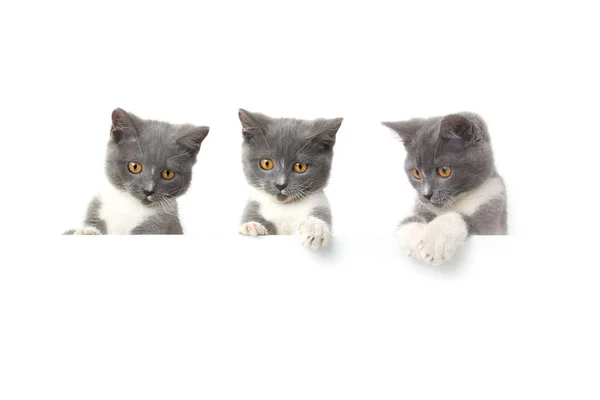 Beyaz arka plan üzerinde izole üç kedi — Stok fotoğraf