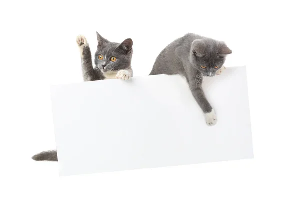 Twee grijze kat met een blad voor tekst geïsoleerd — Stockfoto