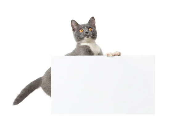 Grijze kat met een blad voor tekst geïsoleerd — Stockfoto