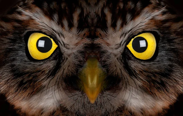 Portrait of an owl with yellow — Stock Photo, Image