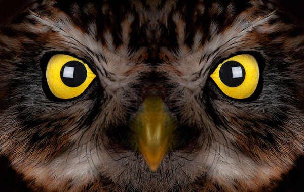 portrait of an owl with yellow