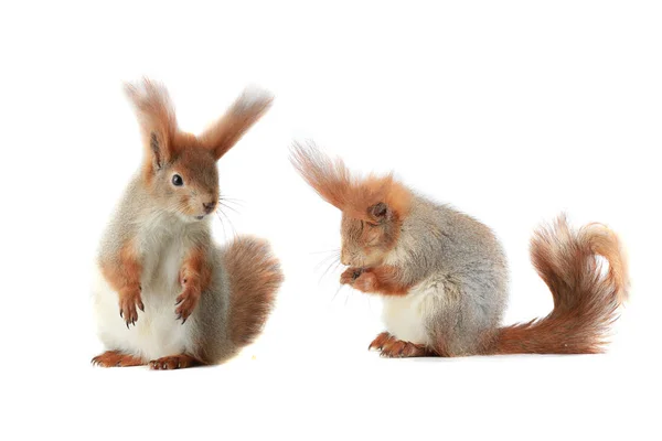 Dois esquilo cinza em um branco — Fotografia de Stock