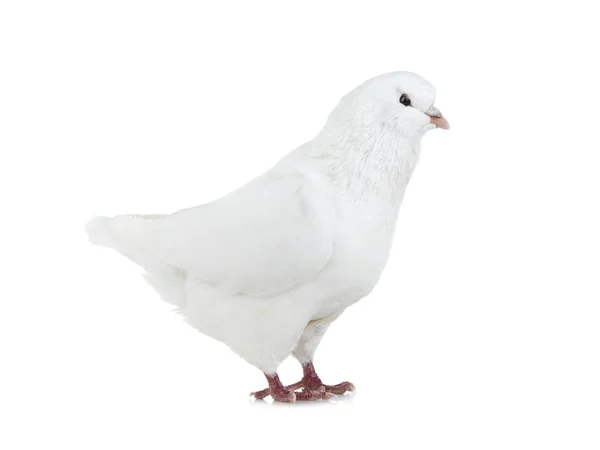 Biały gołąb na białym tle — Zdjęcie stockowe
