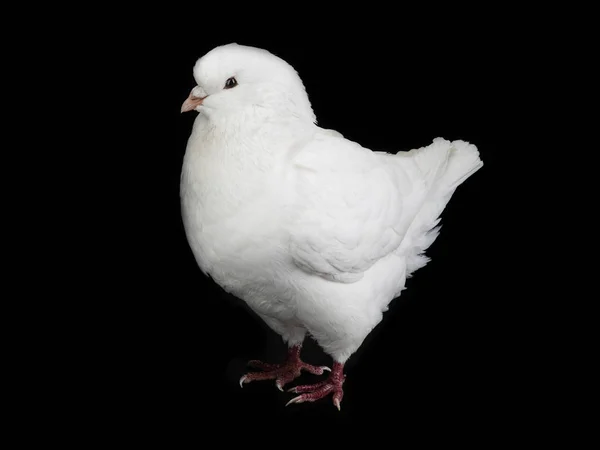 Bílá holubice izolovaná na černé — Stock fotografie