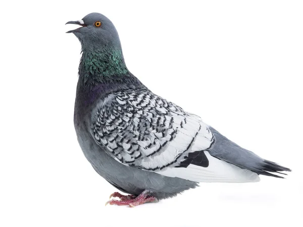 Açık ağız izole ile lehçe vaşak güvercin — Stok fotoğraf