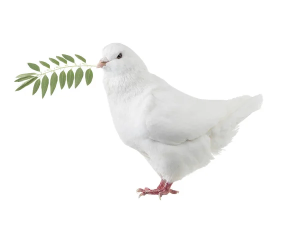Weiße Taube mit einem Palmenzweig — Stockfoto