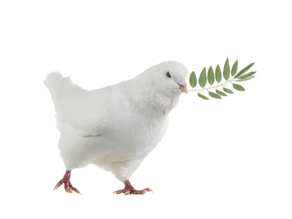 White dove goes with a palm branch — Stock Photo, Image