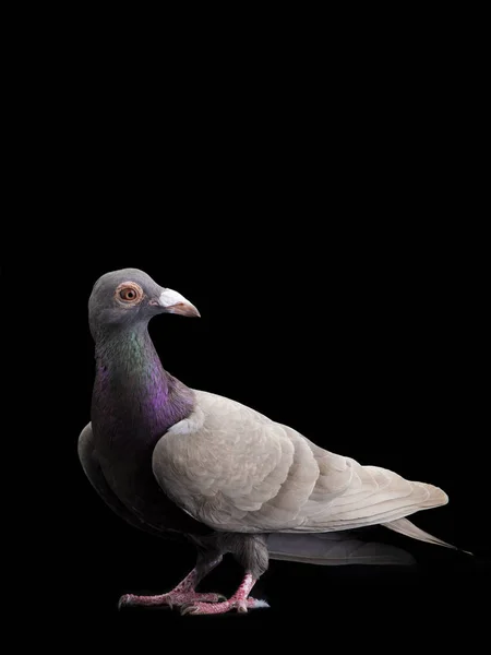 Taubendrache isoliert auf schwarz — Stockfoto