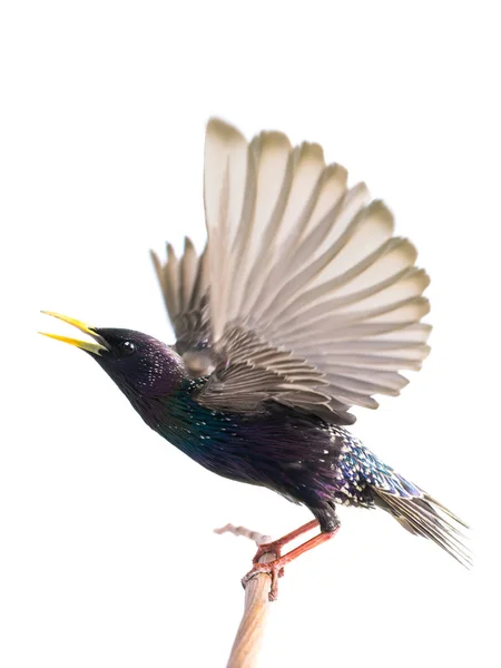 Europeisk Starling (Sturnus vulgaris) under flygning, isolerad — Stockfoto