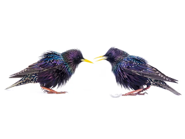 Dois starling olhar um para o outro isolado — Fotografia de Stock