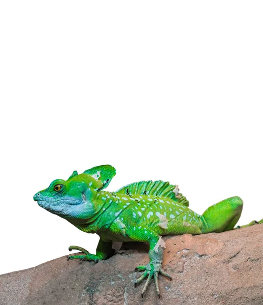 Yeşil bukalemun (Chamaeleo calyptratus) beyaz backgr izole — Stok fotoğraf