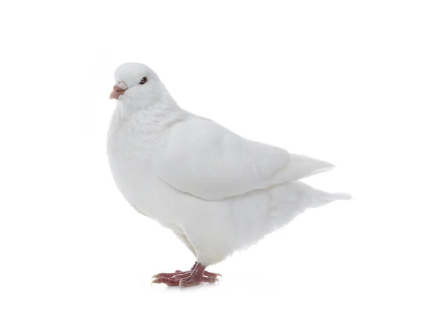 Beyaz Güvercin izole — Stok fotoğraf