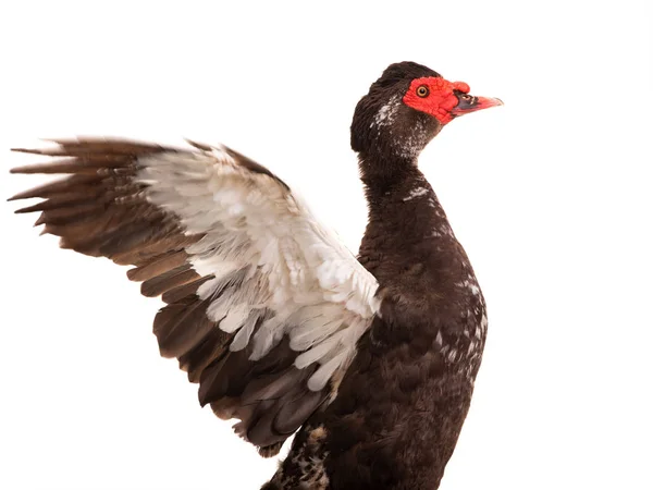 Portret Cairina moschata eend grote chocolade — Stockfoto