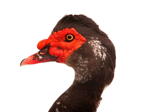 Portrait cairina moschata canard grand chocolat — Photo