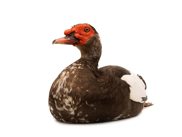 Cairina moschata duck large chocolate — Stock Photo, Image