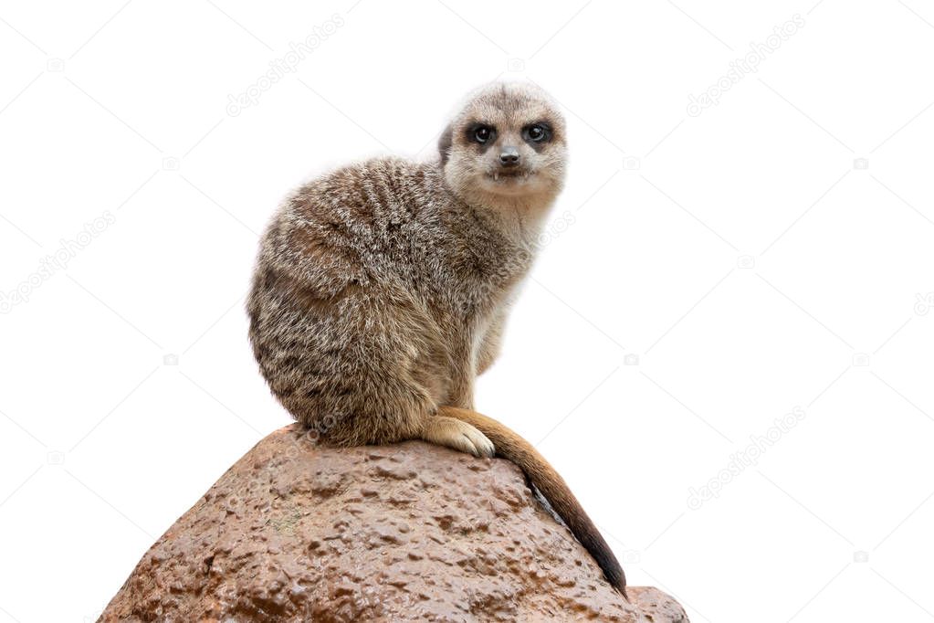 meerkat isolated on a white