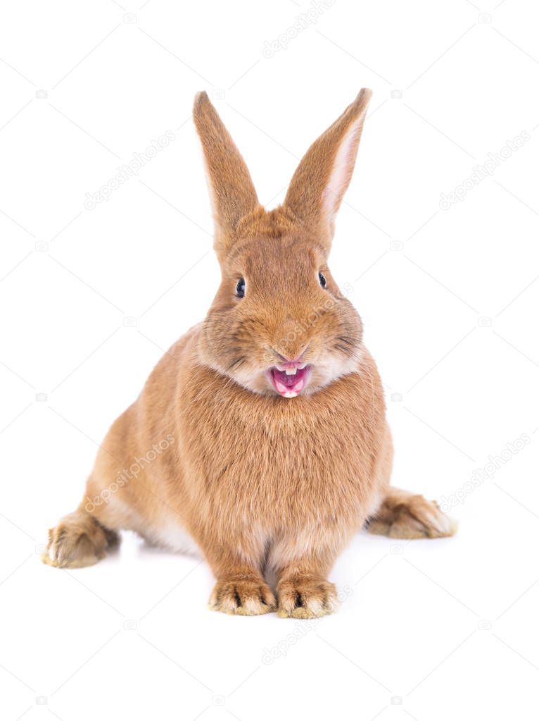 angry brown rabbit isolated on white background 