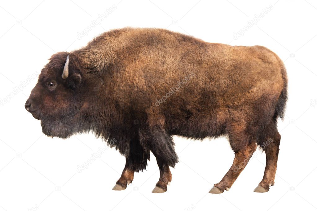 bison isolated on white 