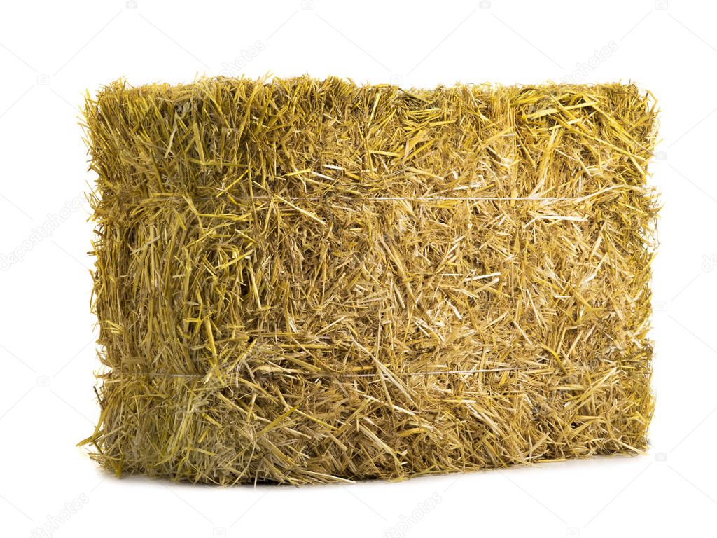 yellow dry barley straw 