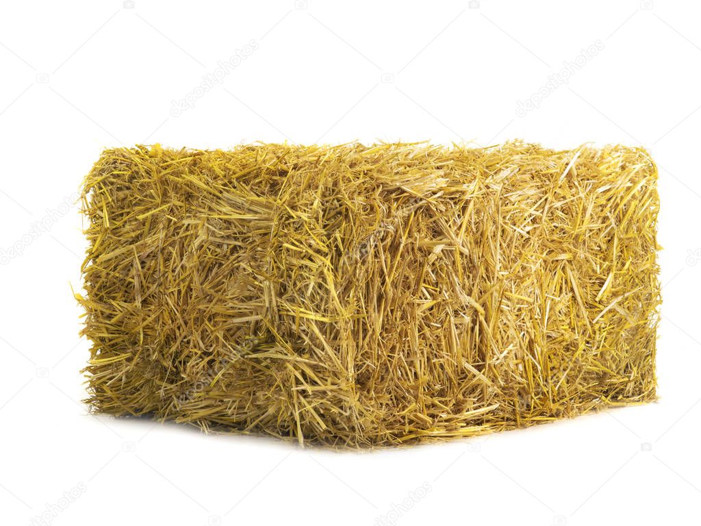 yellow dry barley straw isolated on white 