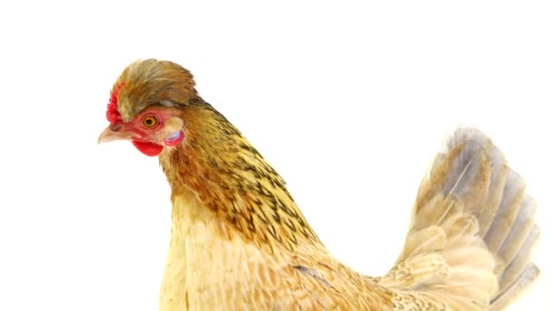 Porträt Eines Braunen Huhns Auf Einem Weißen Bildschirm — Stockvideo