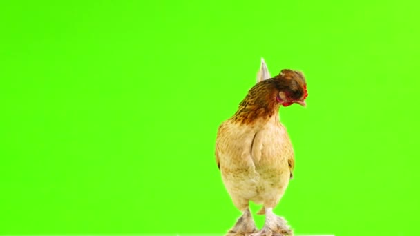 Brown Chicken Rotates Camera Green Screen — Stock Video