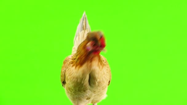 Portrait Brown Chicken Green Screen — Stock Video