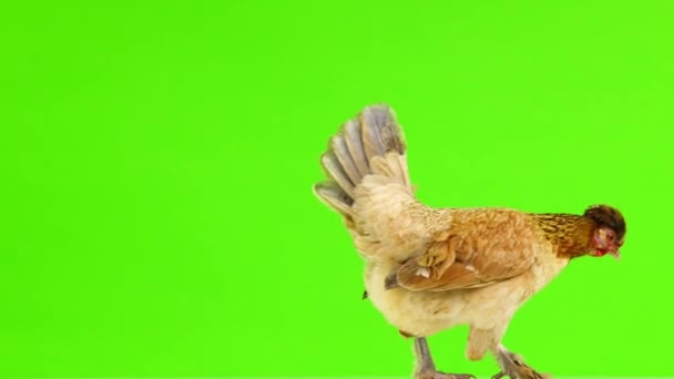 Καφέ Κοτόπουλο Περιστρέφεται Κατά Μήκος Της Κάμερας Μια Πράσινη Οθόνη — Αρχείο Βίντεο