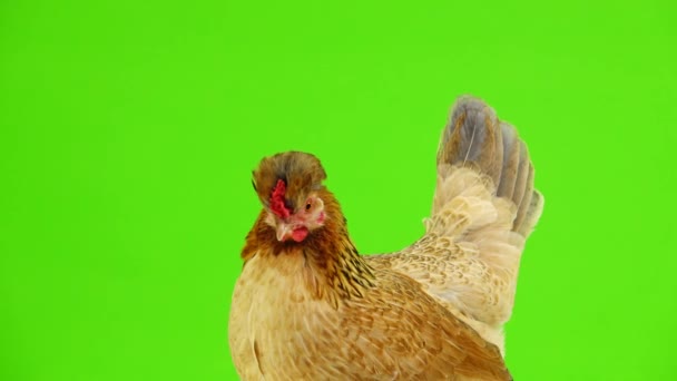 portrait brown chicken on a green screen