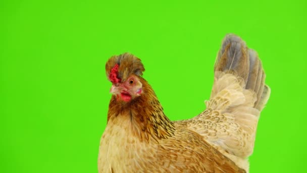 Portrait Brown Chicken Green Screen — Stock Video