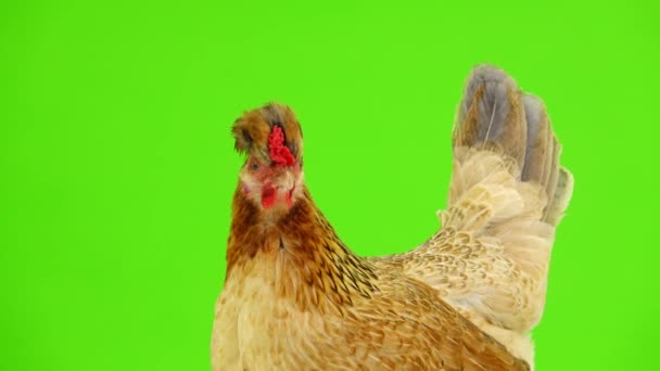 Brown Chicken Sitting Green Screen — Stock Video