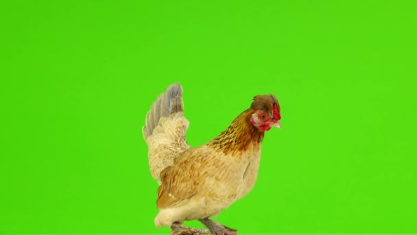 Коричневая Курица Зеленом Экране — стоковое видео
