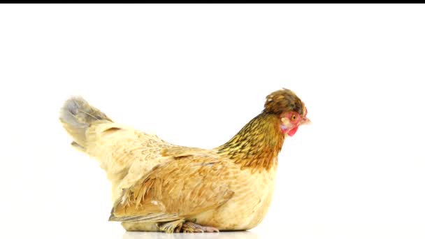 Barna Csirkét Egy Fehér Képernyő Háttér — Stock videók