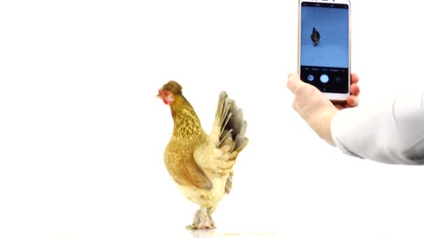 Brown Chicken Pecks Grain White Screen Woman Shoots Chicken Mobile — Stock Video