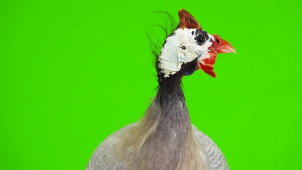 Portrait Blue Guinea Fowl Isolated Green Screen — Stock Video