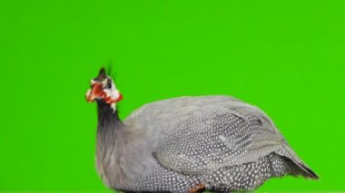 yeşil ekranda izole kamera mavi gine tavuğu boyunca döner 