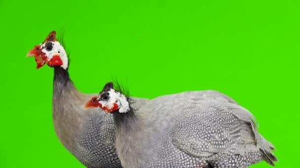 Male Female Blue Guinea Fowl Rotates Camera Isolated Green Screen — Stock Video