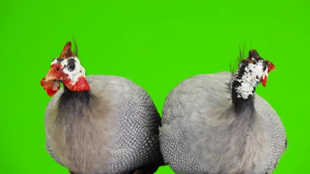 Male Female Blue Guinea Fowl Isolated Green Screen — Stock Video